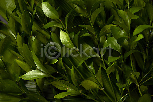 사람없음 JPG 포토 나뭇잎 내추럴 백그라운드 스튜디오촬영 식물
