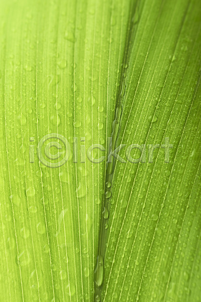 사람없음 JPG 근접촬영 포토 나뭇잎 내추럴 물방울 백그라운드 스튜디오촬영 식물
