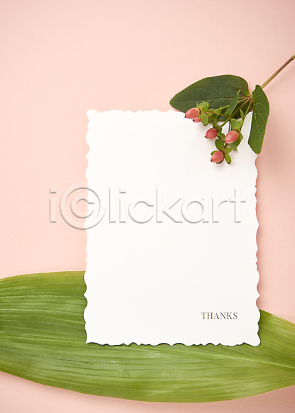 감사 사람없음 JPG 포토 감사카드 꽃 나뭇잎 백그라운드 스튜디오촬영 식물 종이 프레임