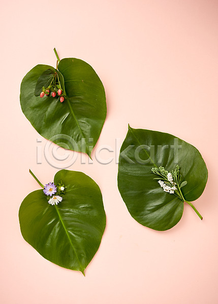 사람없음 JPG 포토 국화 꽃 나뭇잎 내추럴 백그라운드 스튜디오촬영 식물 열대잎