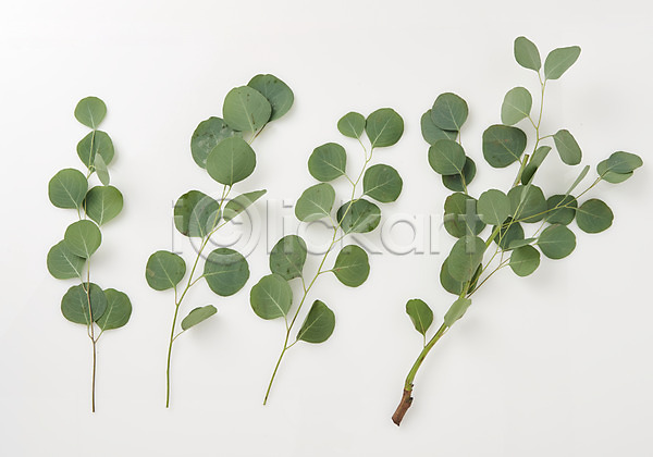 사람없음 JPG 포토 나뭇잎 내추럴 백그라운드 스튜디오촬영 식물 유칼립투스