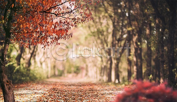 사람없음 PSD 편집이미지 가을(계절) 가을배경 가을풍경 나무 단풍 단풍나무 백그라운드 숲길 숲속 풍경(경치) 프레임