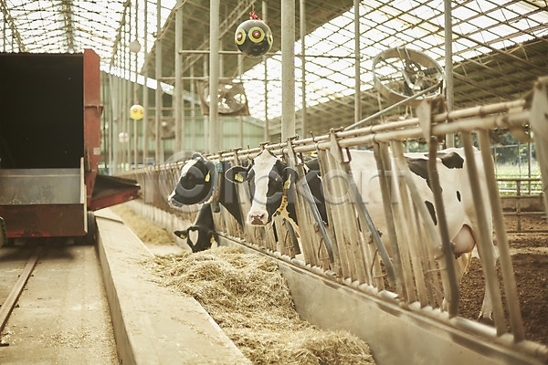 사람없음 JPG 아웃포커스 포토 건초 볏짚 시골 야외 양주(한국) 여물통 외양간 젖소 주간 헛간