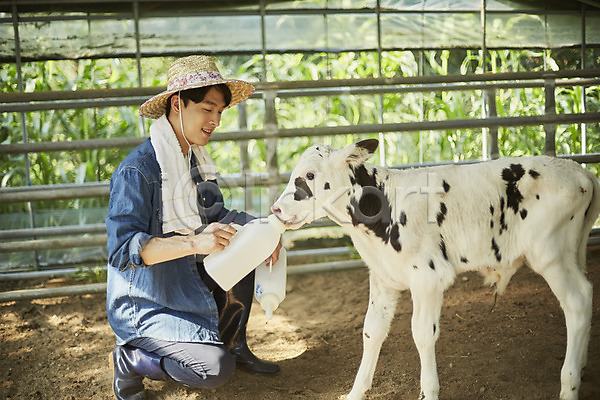 20대 남자 남자한명만 성인 성인남자한명만 한국인 한명 JPG 아웃포커스 옆모습 포토 귀농 농부 농촌 미소(표정) 송아지 시골 앉기 야외 양주(한국) 외양간 우유 전신 젖 종아리 주간 청년농부 헛간 흰우유