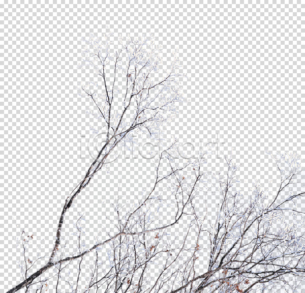 사람없음 PNG 편집이미지 겨울 나무 나뭇가지 눈(날씨) 편집 편집소스