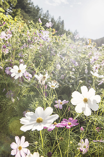 사람없음 JPG 아웃포커스 포토 강원도 꽃축제 코스모스(꽃) 태백 풍경(경치) 하늘 한국 햇빛
