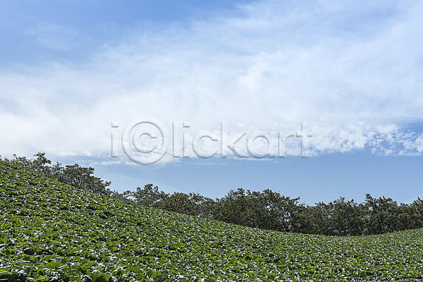 사람없음 JPG 포토 강원도 고랭지 매봉산 배추밭 산 태백 풍경(경치) 하늘 한국