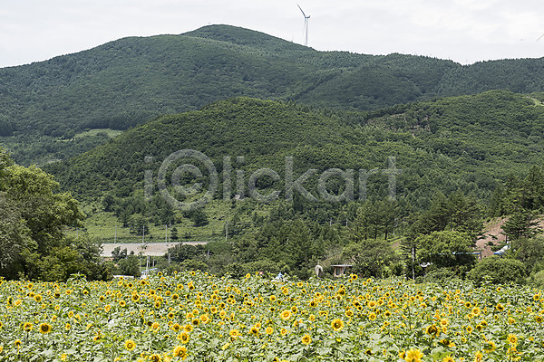 사람없음 JPG 포토 강원도 꽃축제 나무 산 태백 풍경(경치) 한국 해바라기