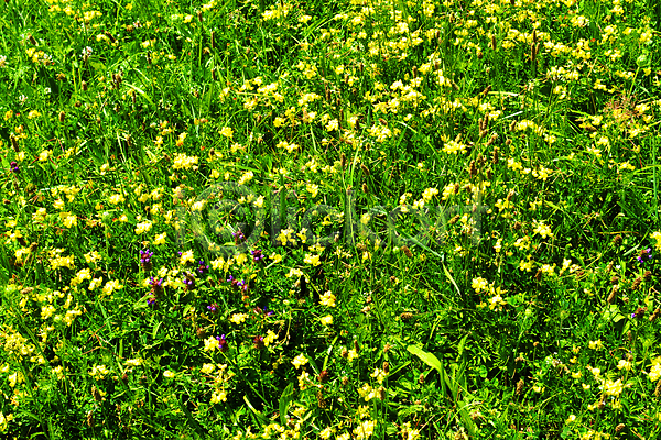 사람없음 JPG 포토 해외이미지 꽃 노란색 닫기 밭 보라색 식물 자연 초록색 해외202004