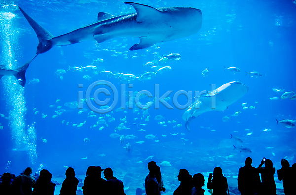 군중 사람 여러명 JPG 실루엣 포토 해외이미지 고래상어 상반신 수족관 수중 실내 아쿠아리움 어류 촬영 파란색 해외202004
