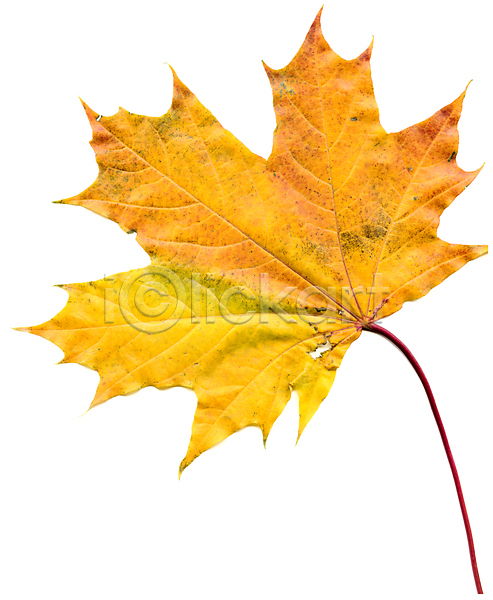 떨어짐 사람없음 JPG 포토 해외이미지 1 10월 11월 9월 가을(계절) 강렬 고립 노란색 단풍 빨간색 잎 컬러풀 해외202004 흰색