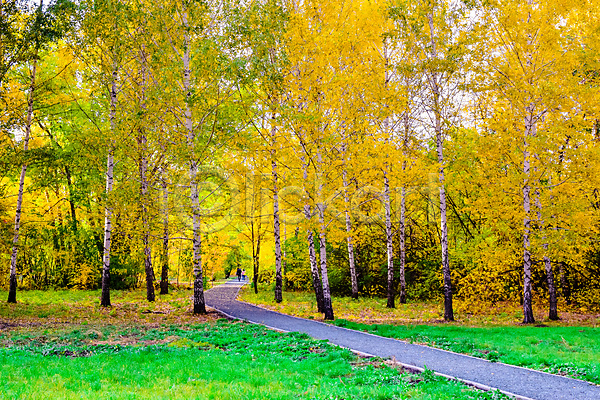 사람없음 JPG 포토 해외이미지 가을(계절) 계절 공원 길 나무 노란색 단풍 도로 목재 빨간색 숲 식물 오렌지 잎 자연 자작나무 초록색 컬러풀 태양 풍경(경치) 하늘 해외202004