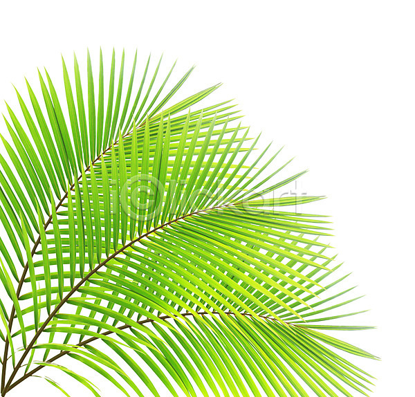성장 사람없음 JPG 포토 해외이미지 고립 곡선 나무 나뭇가지 백그라운드 손바닥 숲 식물 여름(계절) 잎 자연 줄기 초록색 코코넛 패턴 해외202004 흰색
