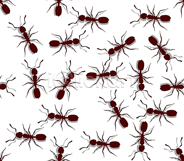 사람없음 JPG 일러스트 포토 해외이미지 개미 곤충 그래픽 동물 백그라운드 빨간색 안테나 해외202004 흰색
