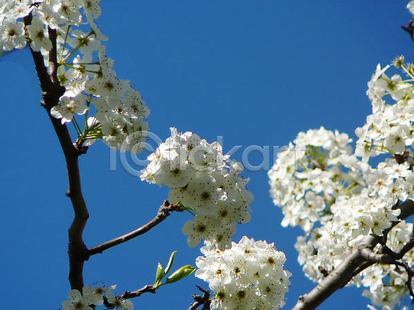 변화 사람없음 JPG 포토 해외이미지 계절 꽃 나뭇가지 백그라운드 벚꽃 봄 잎 자연 해외202004 흰색
