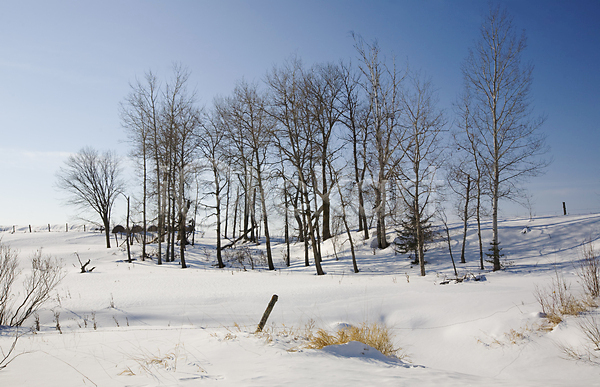 이동 사람없음 JPG 포토 해외이미지 겨울 나무 농장 밭 북쪽 시골 울타리 자연 파란색 풍경(경치) 해외202004 흰색