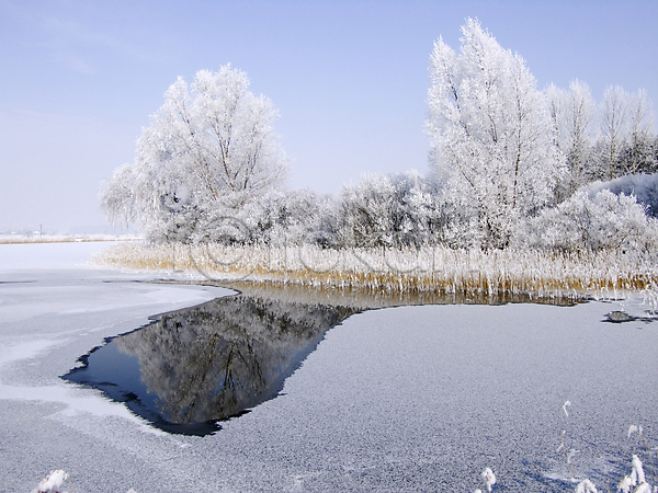 침묵 사람없음 JPG 포토 해외이미지 겨울 나무 나뭇가지 물 서리 숲 식물 얼음 자연 크리스마스 풍경(경치) 해외202004 흰색