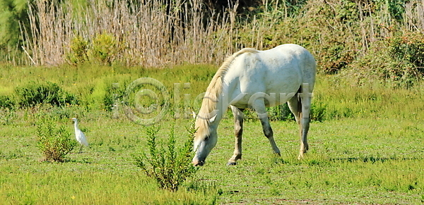 우아함 사람없음 JPG 포토 해외이미지 2 공원 관목 나무 농장 동물 망아지 물 반려동물 방목 석호 시선 야생동물 야외 여행 연못 유럽 응시 자연 전국 지중해 포유류 풍경 프랑스 프랑스어 프로방스 해외202004 해외포토 호수 환경 황소 휴가 흰색