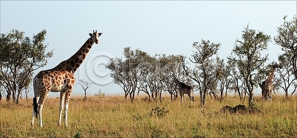 건조 뜨거움 군중 사람없음 JPG 포토 해외이미지 가로 구름 그룹 기린 나무 내추럴 노란색 동물 머리 빛 사바나 사파리 아프리카 야생동물 야외 여름 음식 자연 지역 초식동물 큼 태양 패턴 포유류 풍경 하늘 해외202004 해외포토 햇빛 환경