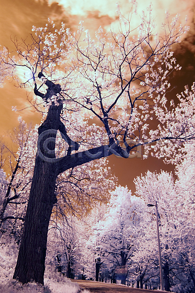 추위 평화 사람없음 JPG 포토 해외이미지 공원 꿈 나무 나뭇가지 날씨 목재 봄 빛 식물 야외 얼음 자연 적외선 죽음 지구 풍경(경치) 하늘 해외202004 흰색