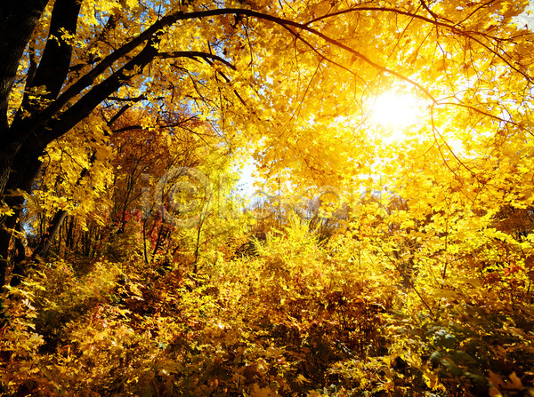사람없음 JPG 포토 해외이미지 가을(계절) 가을풍경 단풍 단풍나무 숲 야외 자연 주간 해외202004 햇빛