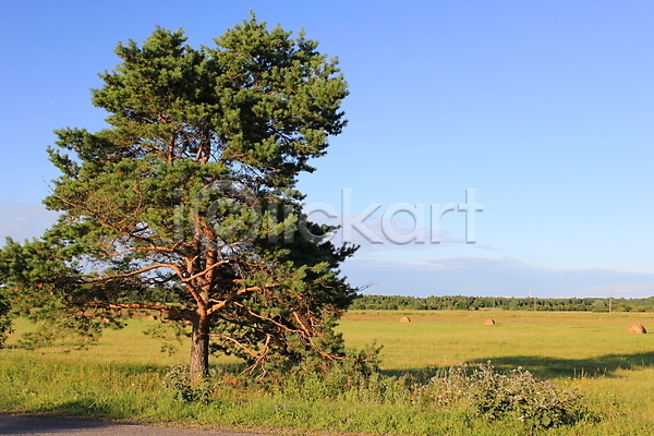 사람없음 JPG 포토 해외이미지 구름(자연) 마을 밭 볏짚 소나무 여름(계절) 자연 하늘 해외202004