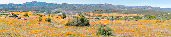 보호 활발 사람없음 JPG 포토 해외이미지 강렬 겨울 국립공원 꽃 남아프리카 맑음 보호구역 식물 아프리카 오렌지 원주민 자연 초록색 파노라마 풍경 해외202004 해외포토 햇빛