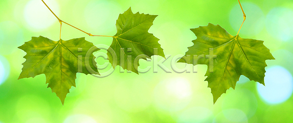 성장 순수 신선 화목 사람없음 JPG 포토 해외이미지 건강 계절 나무 내추럴 단풍 닫기 묘사 백그라운드 봄 빛 생태계 생태학 숲 식물 아침 야외 엘리먼트 여름 유기농 잎 자연 질감 초록색 추상 표면 하늘 해외202004 해외포토 환경 흰색