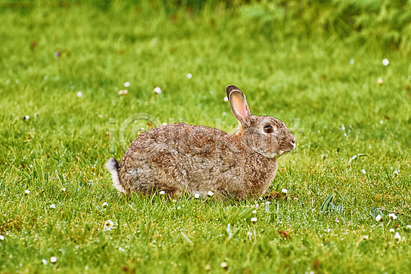 사람없음 JPG 포토 해외이미지 꽃 야외 응시 자연 잔디 주간 토끼 풀(식물) 한마리