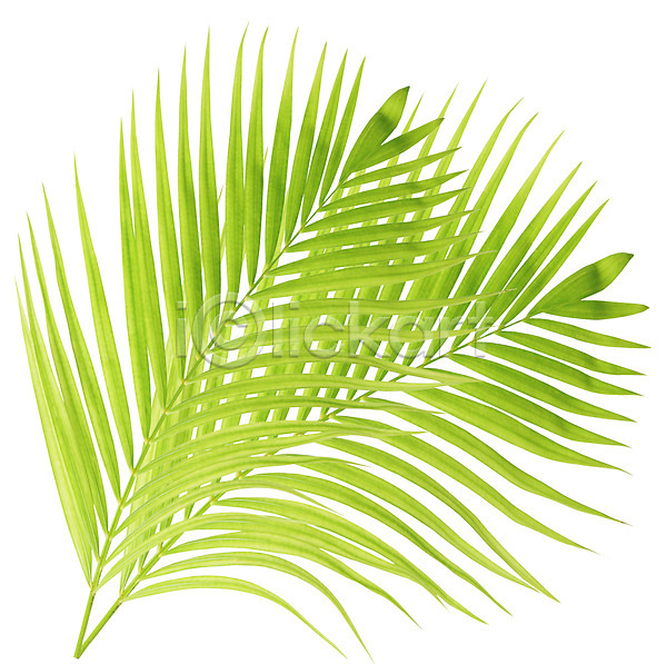 성장 사람없음 JPG 포토 해외이미지 고립 곡선 나무 나뭇가지 내추럴 백그라운드 부분 손바닥 숲 식물 여름(계절) 오브젝트 잎 자연 초록색 코코넛 해외202004 흰색