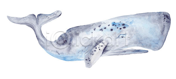 사람없음 JPG 포토 해외이미지 고래 그림 수채화(물감) 한마리 해외202004