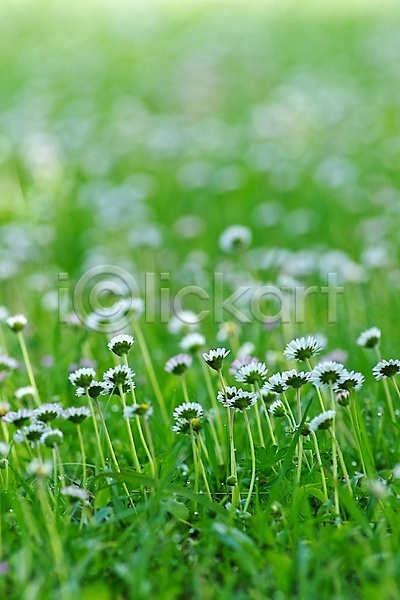 신선 사람없음 JPG 포토 해외이미지 꽃 밭 보케 여름(계절) 초록색 해외202004 흰색