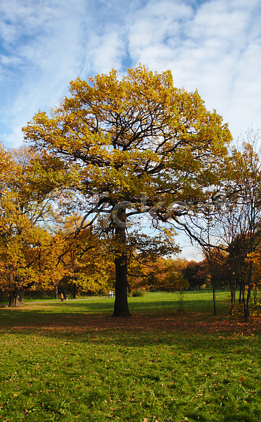 변화 사람없음 JPG 포토 해외이미지 10월 가을(계절) 계절 나무 나뭇가지 숲 식물 야외 오렌지 잎 자연 초록색 풍경(경치) 해외202004