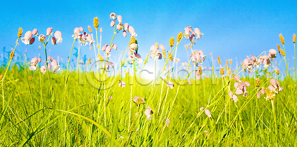 신선 활발 사람없음 JPG 포토 해외이미지 계절 구름 노란색 농장 땅 맑음 밭 밭일 백그라운드 봄 빛 생태학 수평선 시골 식물 야외 여름 자연 잔디 정원 초록색 컬러풀 파노라마 파란색 풍경 하늘 해외202004 해외포토 햇빛 환경