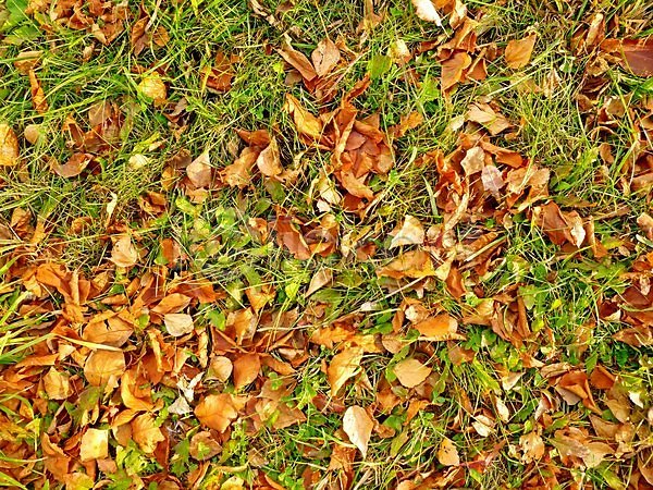 건조 신선 사람없음 JPG 포토 해외이미지 10월 가로 가을(계절) 갈색 계절 공원 날씨 노란색 땅바닥 많음 묘사 미술 백그라운드 빨간색 숲 시골 식물 야외 오렌지 잎 자연 정원 초록색 추상 컬러풀 해외202004 환경 황금