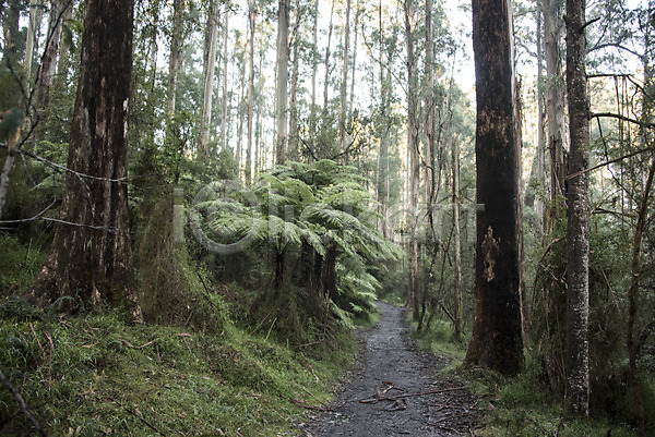 사람없음 JPG 포토 나무 숲 숲길 야외 자연 주간 풍경(경치) 해외 해외풍경 호주