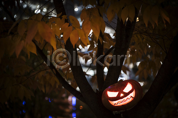 사람없음 JPG 아웃포커스 포토 공포 나뭇잎 빛 야간 야외 잭오랜턴 할로윈