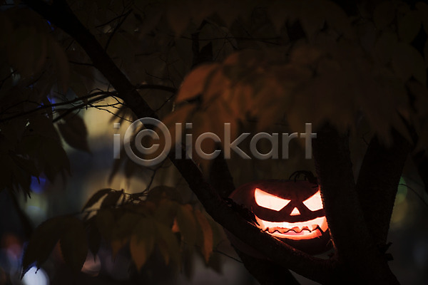 사람없음 JPG 아웃포커스 포토 공포 나무 나뭇잎 빛 야간 야외 잭오랜턴 할로윈