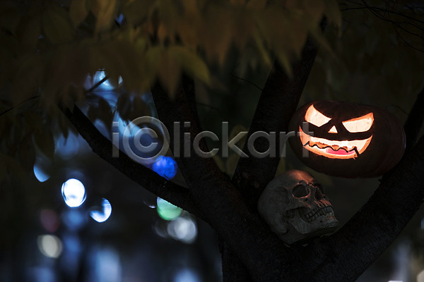 사람없음 JPG 아웃포커스 포토 공포 나무 빛 야간 야외 잭오랜턴 할로윈 해골