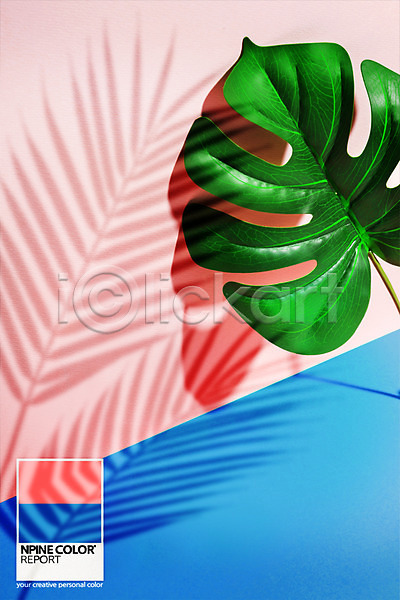 사람없음 PSD 디지털합성 편집이미지 그림자 나뭇잎 몬스테라 분홍색 조합 컬러 컬러리스트 파란색 합성