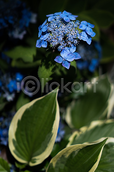 사람없음 JPG 아웃포커스 포토 꽃 수국 야외 여러송이 잎 자연 주간 파란색