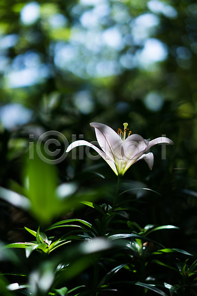 사람없음 JPG 아웃포커스 포토 꽃 백합(꽃) 야외 잎 자연 주간 한송이