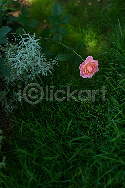 사람없음 JPG 포토 꽃 분홍색 야외 자연 잔디 주간 한송이