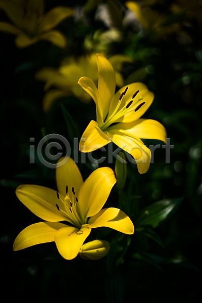 사람없음 JPG 근접촬영 아웃포커스 포토 꽃 꽃술(꽃) 노란색 야외 여러송이 자연 주간
