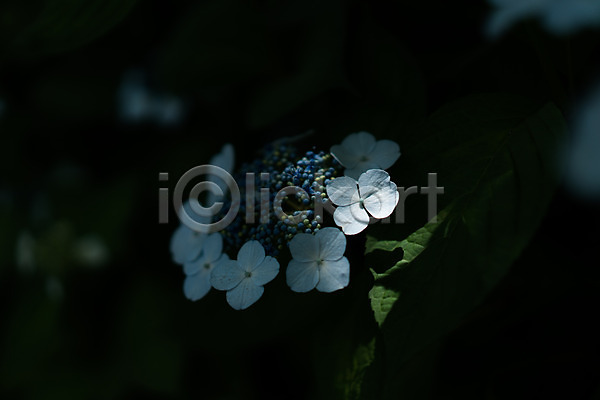 사람없음 JPG 근접촬영 아웃포커스 포토 꽃 수국 야외 여러송이 잎 자연 주간