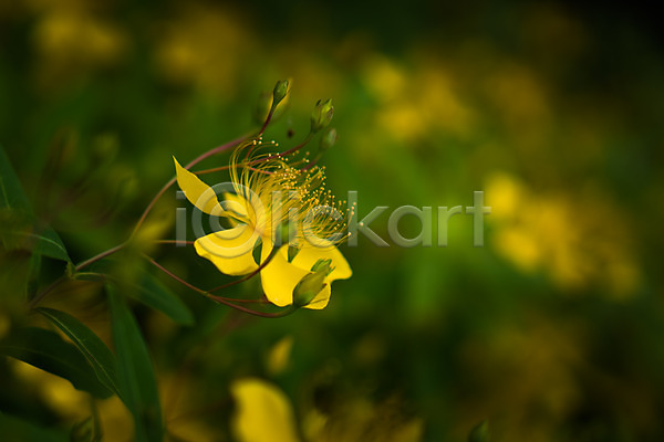 사람없음 JPG 근접촬영 아웃포커스 포토 꽃 꽃술(꽃) 노란색 야외 자연 주간