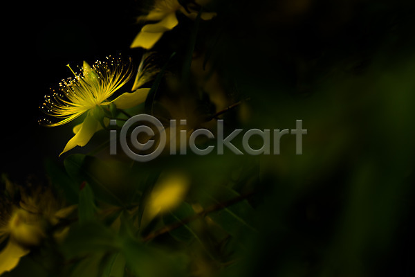 사람없음 JPG 근접촬영 아웃포커스 포토 꽃 꽃술(꽃) 노란색 야외 자연 주간