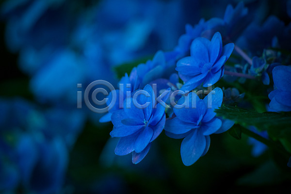 사람없음 JPG 근접촬영 아웃포커스 포토 꽃 수국 야외 여러송이 자연 주간 클래식블루 트렌드컬러 파란색