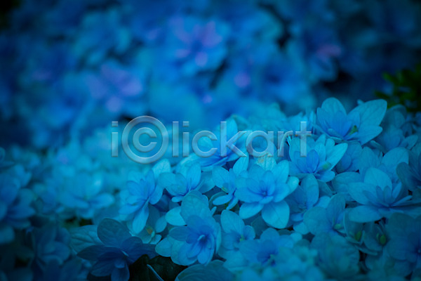 사람없음 JPG 근접촬영 아웃포커스 포토 꽃 수국 야외 여러송이 자연 주간 클래식블루 트렌드컬러 파란색