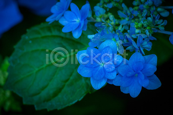 사람없음 JPG 근접촬영 아웃포커스 포토 꽃 수국 야외 여러송이 잎 자연 주간 파란색